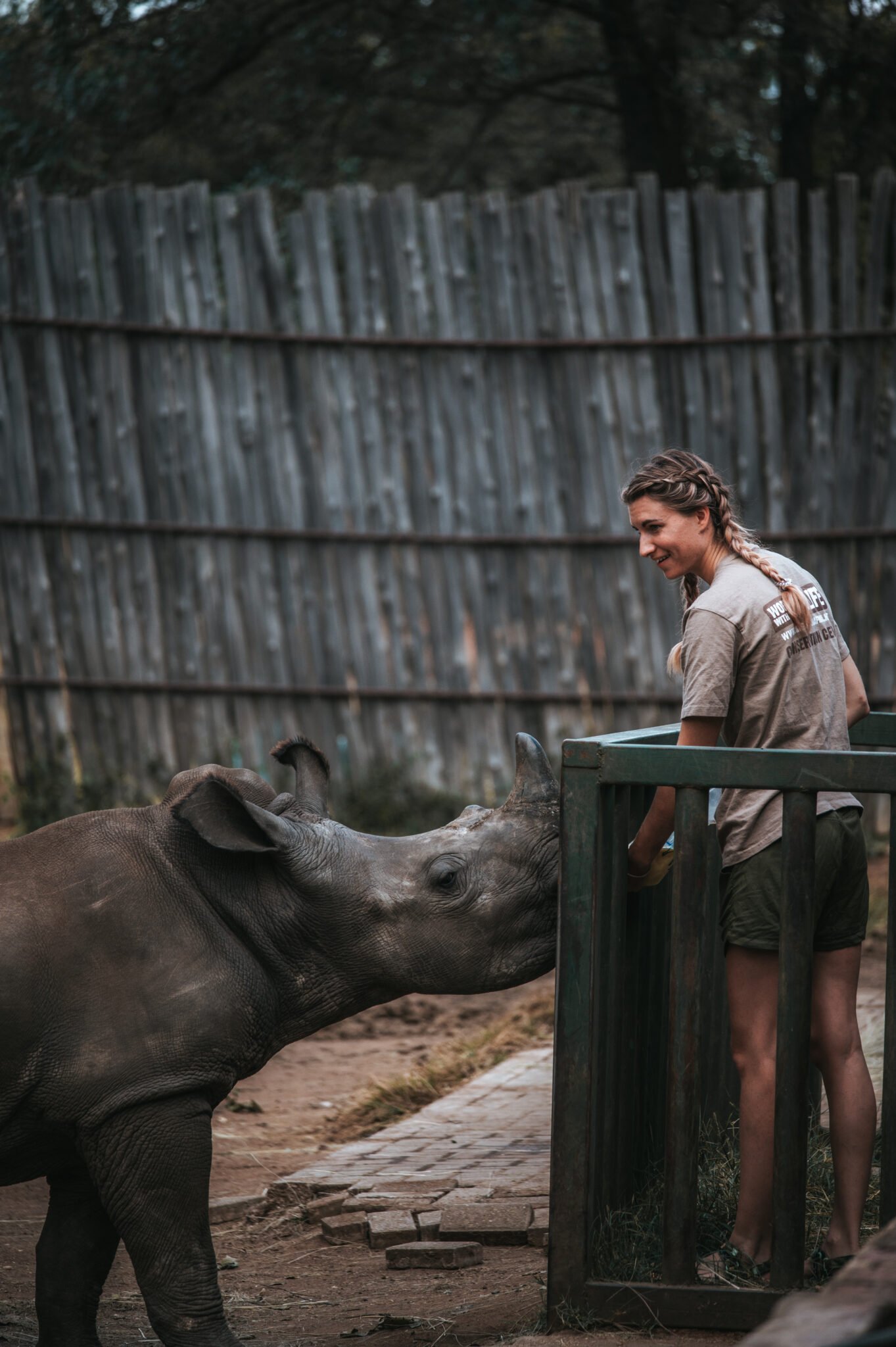 ACE volunteer bottle feeding a rhino calf, The Rhino Orphanage