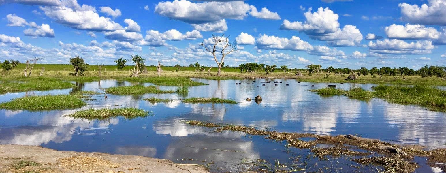 Okavango Delta, hippos in water in the distance
