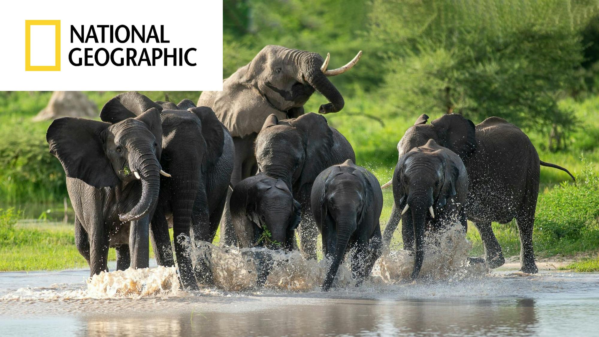 National Geographic Article, Elephants in the Okavango