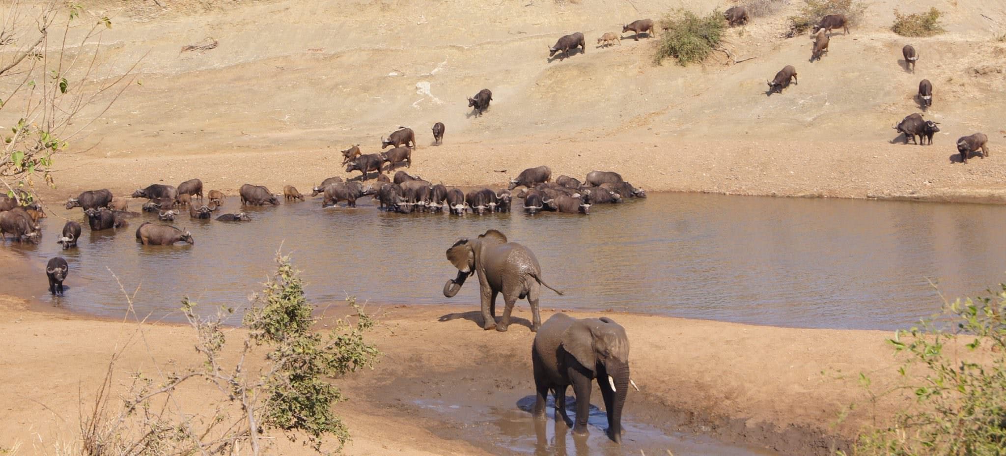 Elephants and buffalo, Shimongwe Veterinary Experience