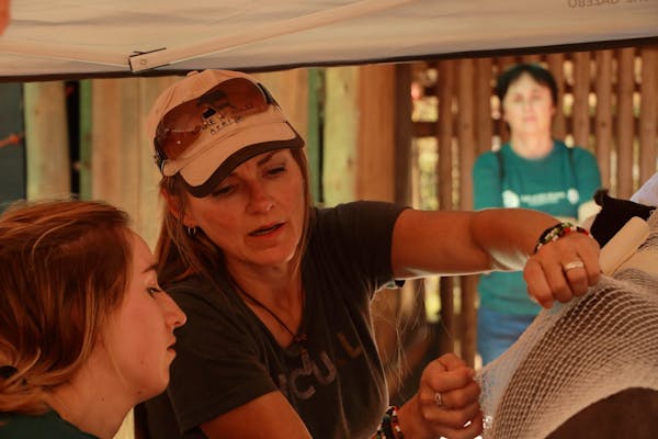 Petronel, Care for Wild