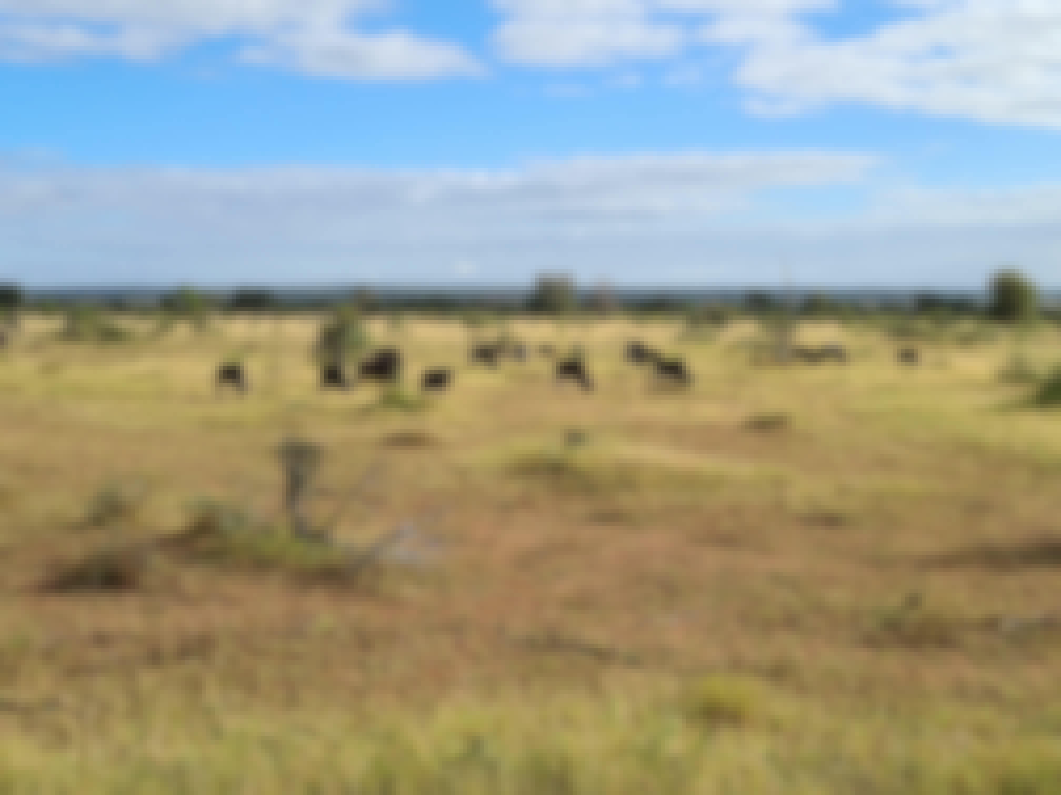 Mira van Duin: wildebeest and antelope in the distance