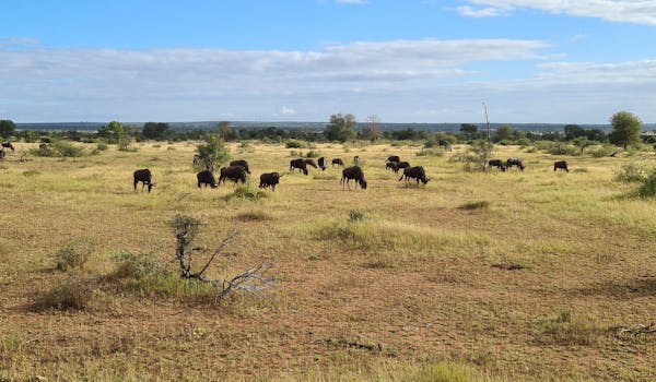 Mira van Duin: wildebeest and antelope in the distance