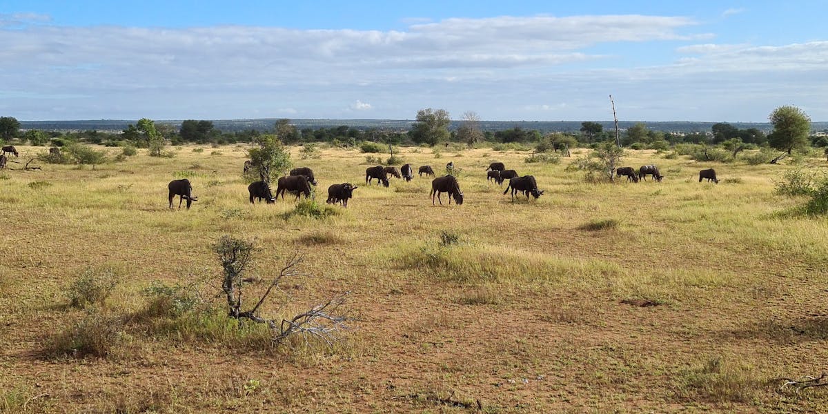 Mira van Duin: wildebeest and antelope in the distance