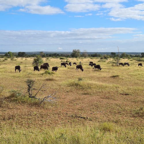 Mira van Duin: wildebeest and antelope in the distance