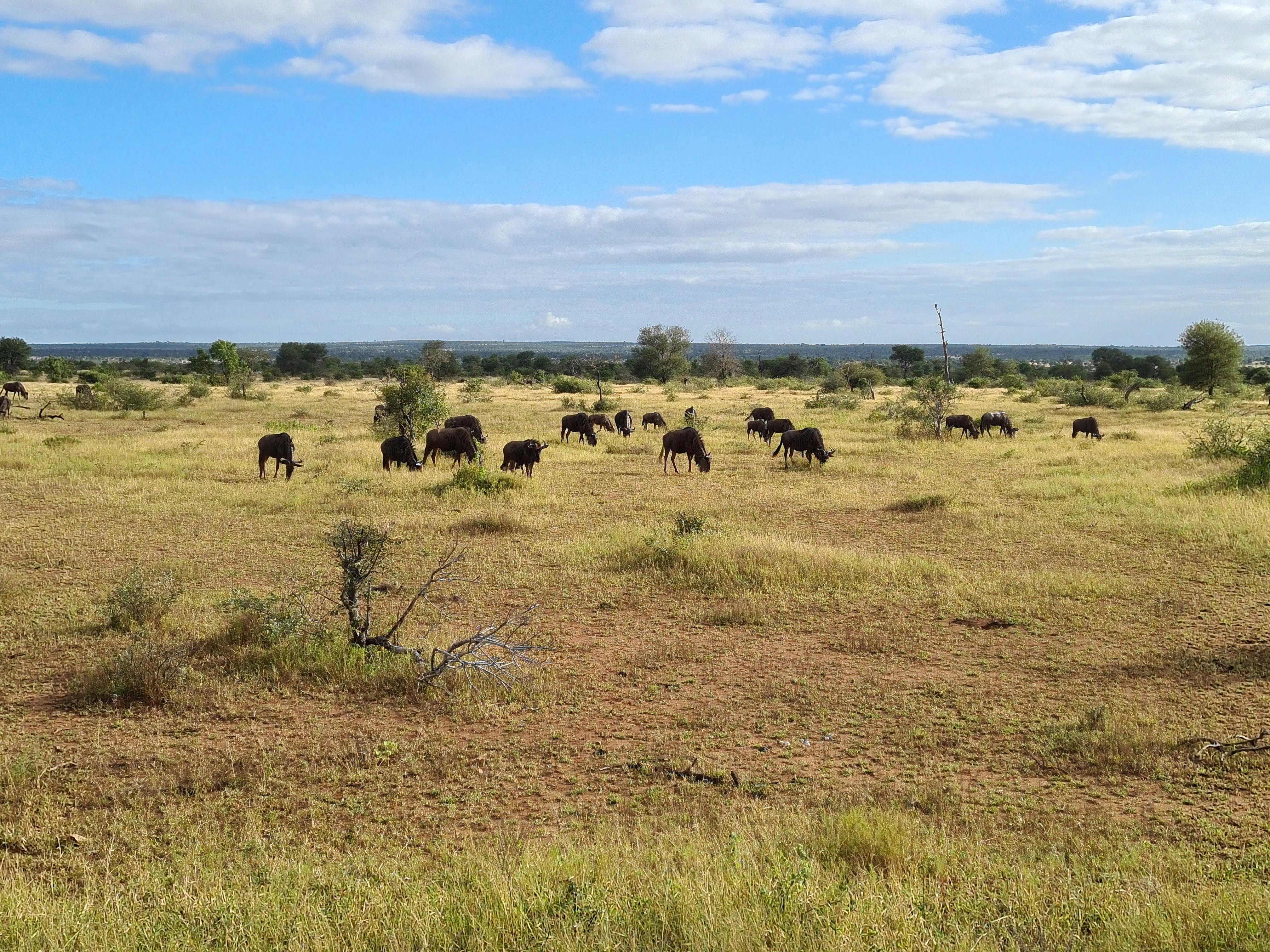 Mira van Duin: wildebeest and antelope in the distance