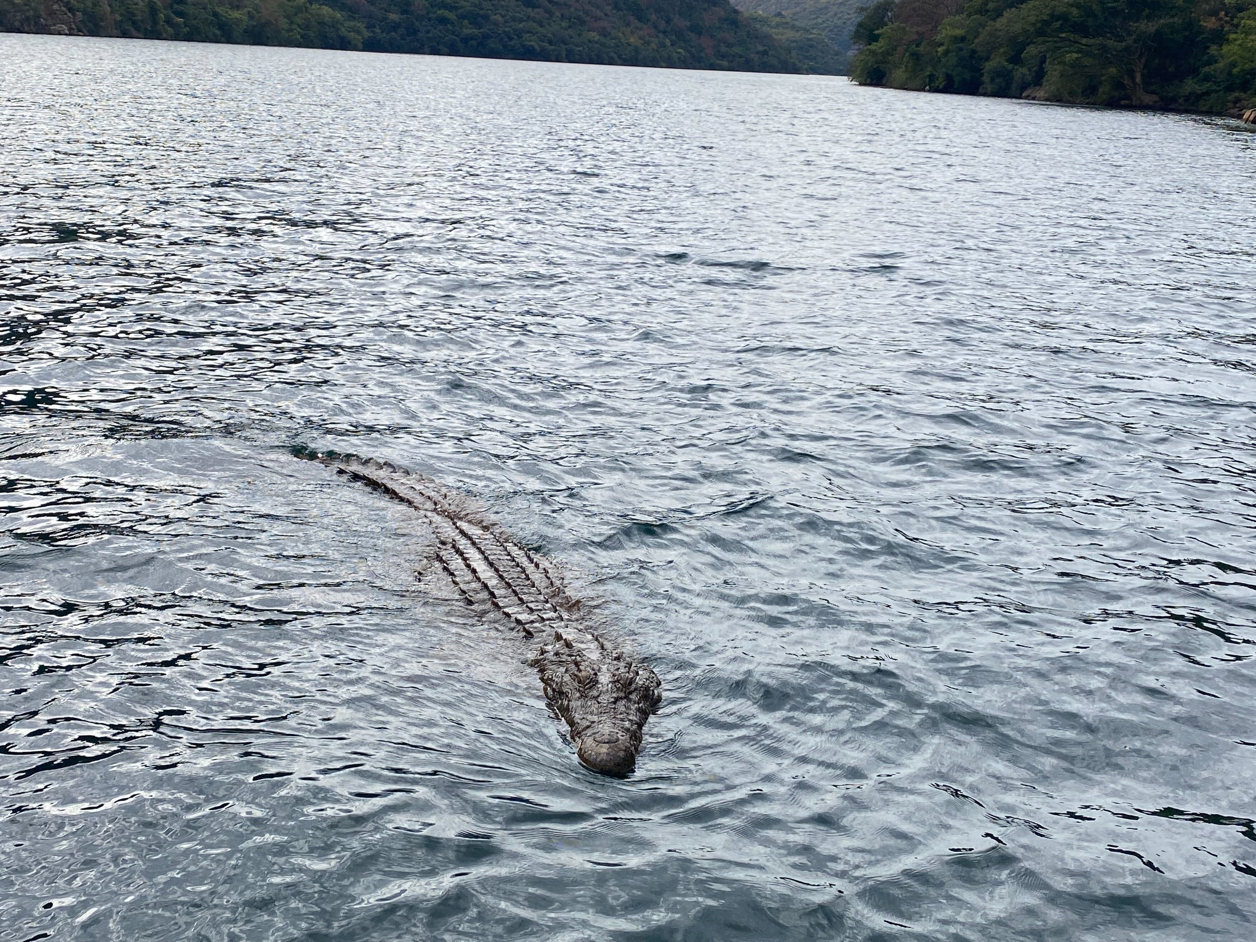 Anthony Schmiedeler: crocodile