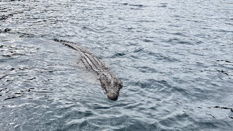 Anthony Schmiedeler: crocodile