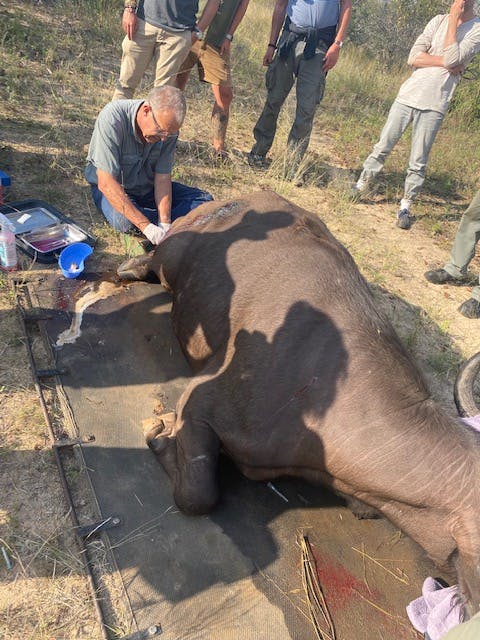 Ella Price: professional vet at work