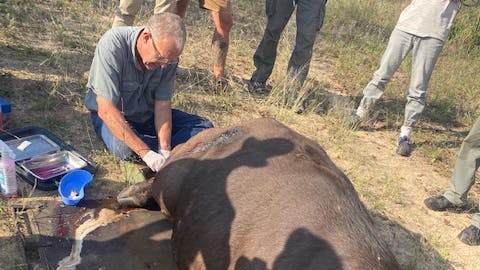 Ella Price: professional vet at work