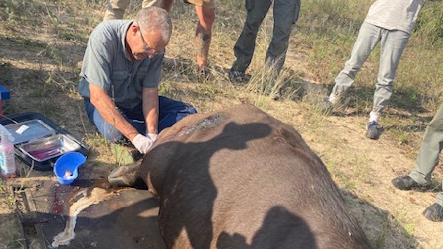 Ella Price: professional vet at work