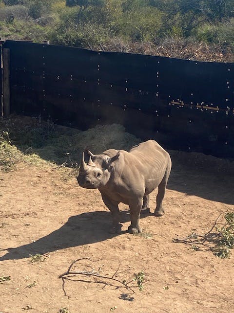 Ella Price: baby rhino