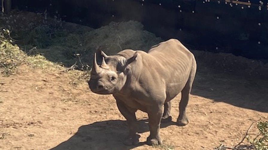 Ella Price: baby rhino