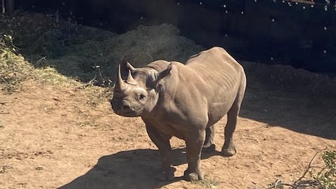 Ella Price: baby rhino