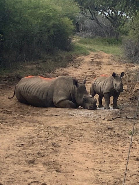 Ella Price: a rhino and calf