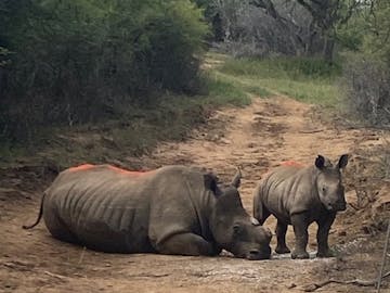 Ella Price: a rhino and calf