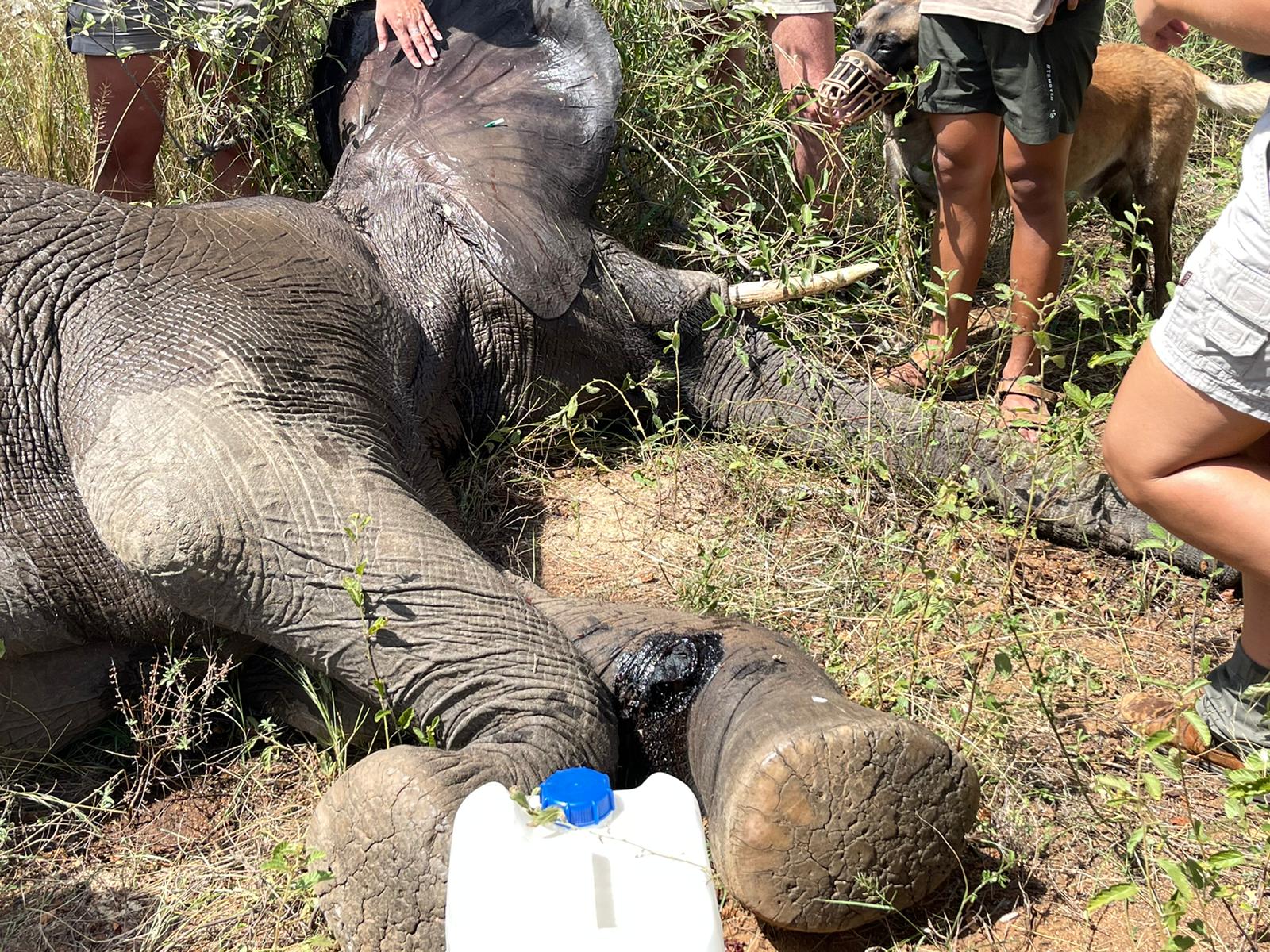 Melany Melkonyan: sedated elephant