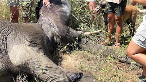 Melany Melkonyan: sedated elephant