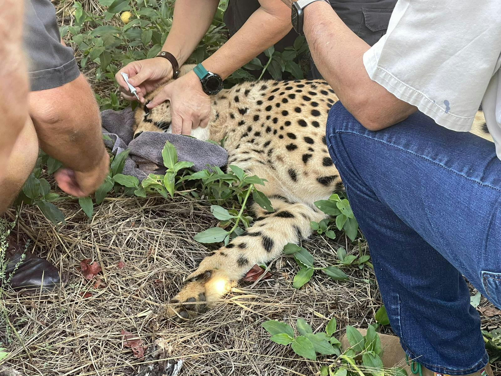 Melany Melkonyan: sedated cheetah being injected