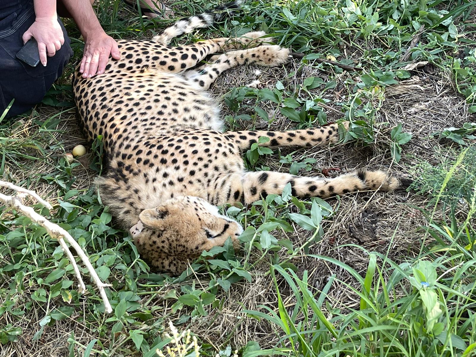 Melany Melkonyan: sedated cheetah