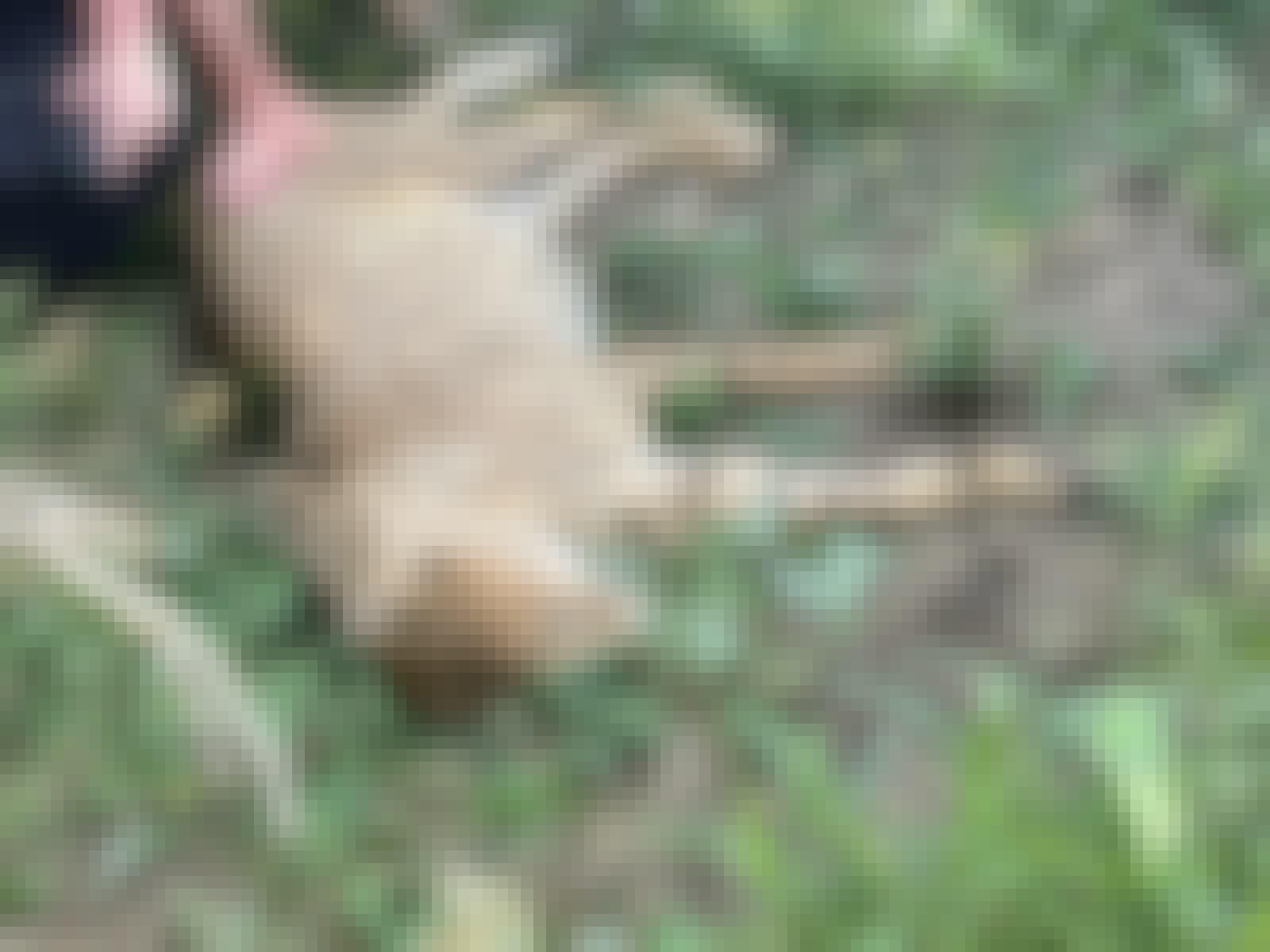 Melany Melkonyan: sedated cheetah