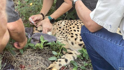Melany Melkonyan: sedated cheetah