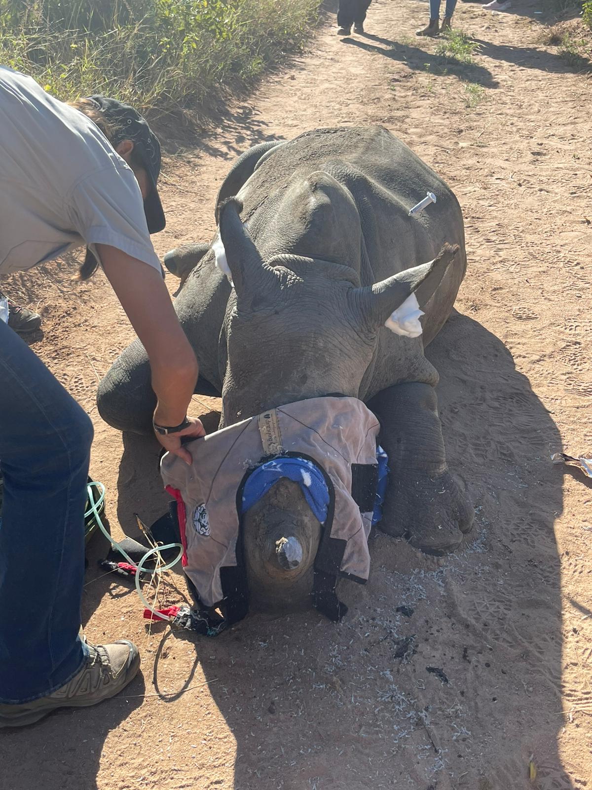 Melany Melkonyan: sedated rhino