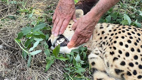 Melany Melkonyan: sedated cheetah