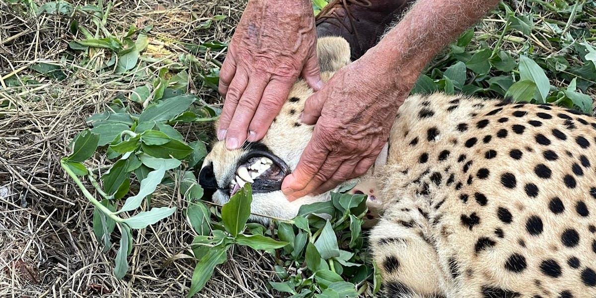 Melany Melkonyan: sedated cheetah
