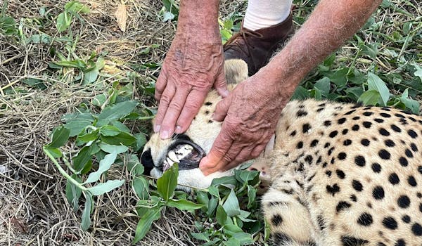 Melany Melkonyan: sedated cheetah
