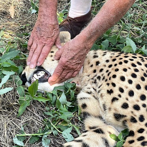 Melany Melkonyan: sedated cheetah