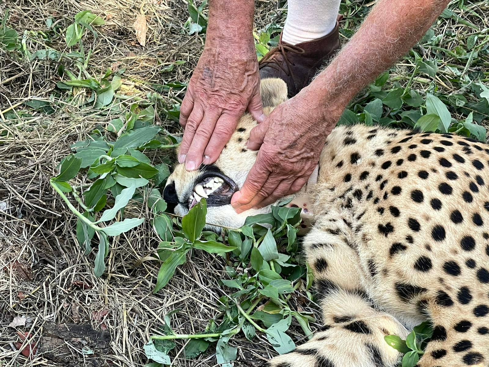 Melany Melkonyan: sedated cheetah