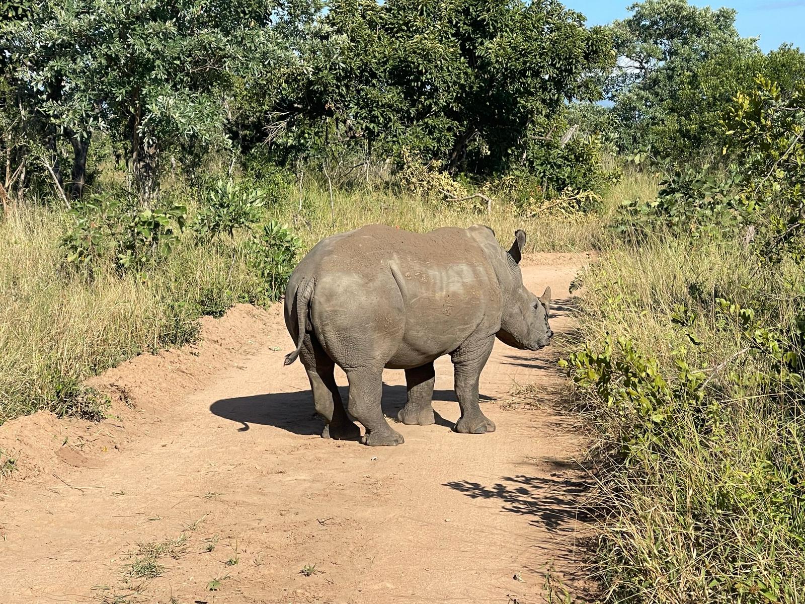 Melany Melkonyan: rhino on track