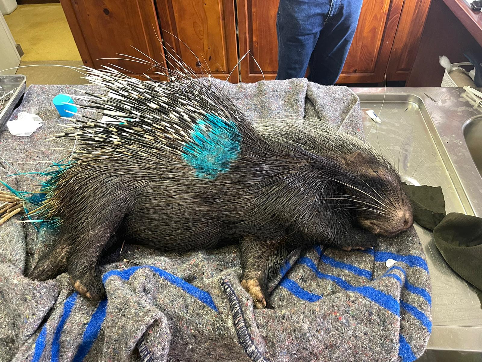 Melany Melkonyan: close-up of sedated porcupine