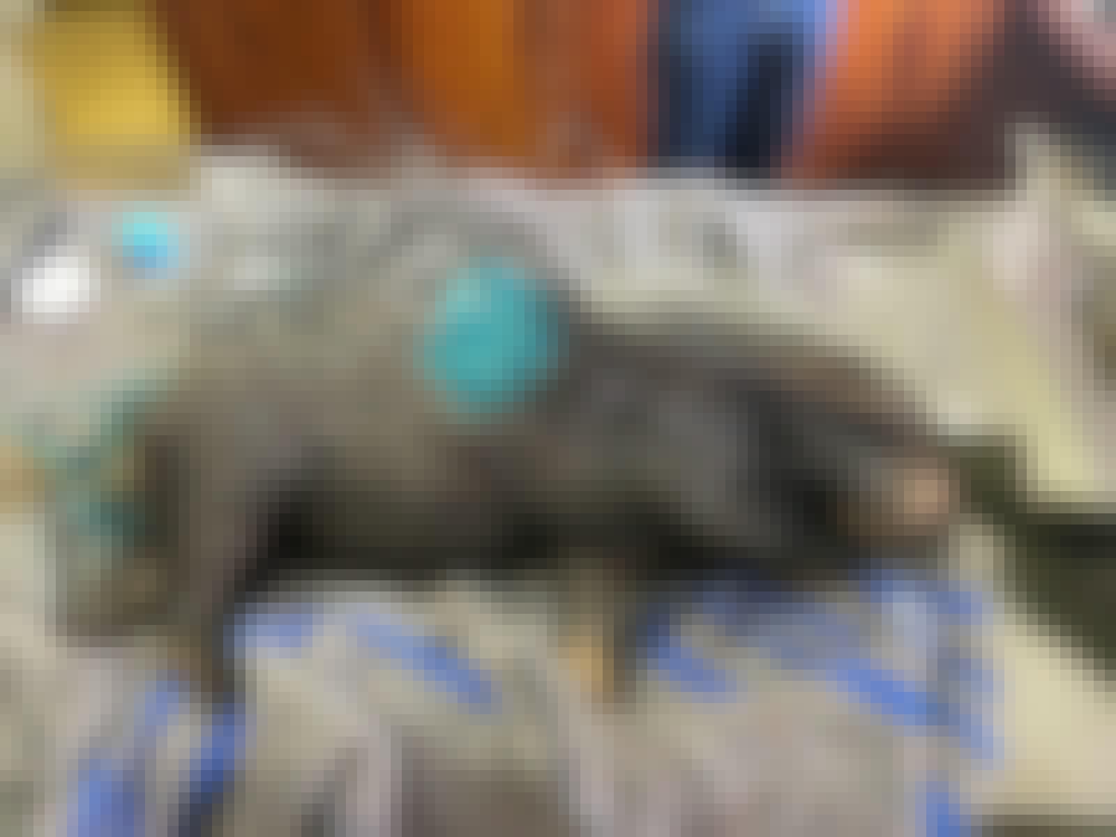 Melany Melkonyan: close-up of sedated porcupine