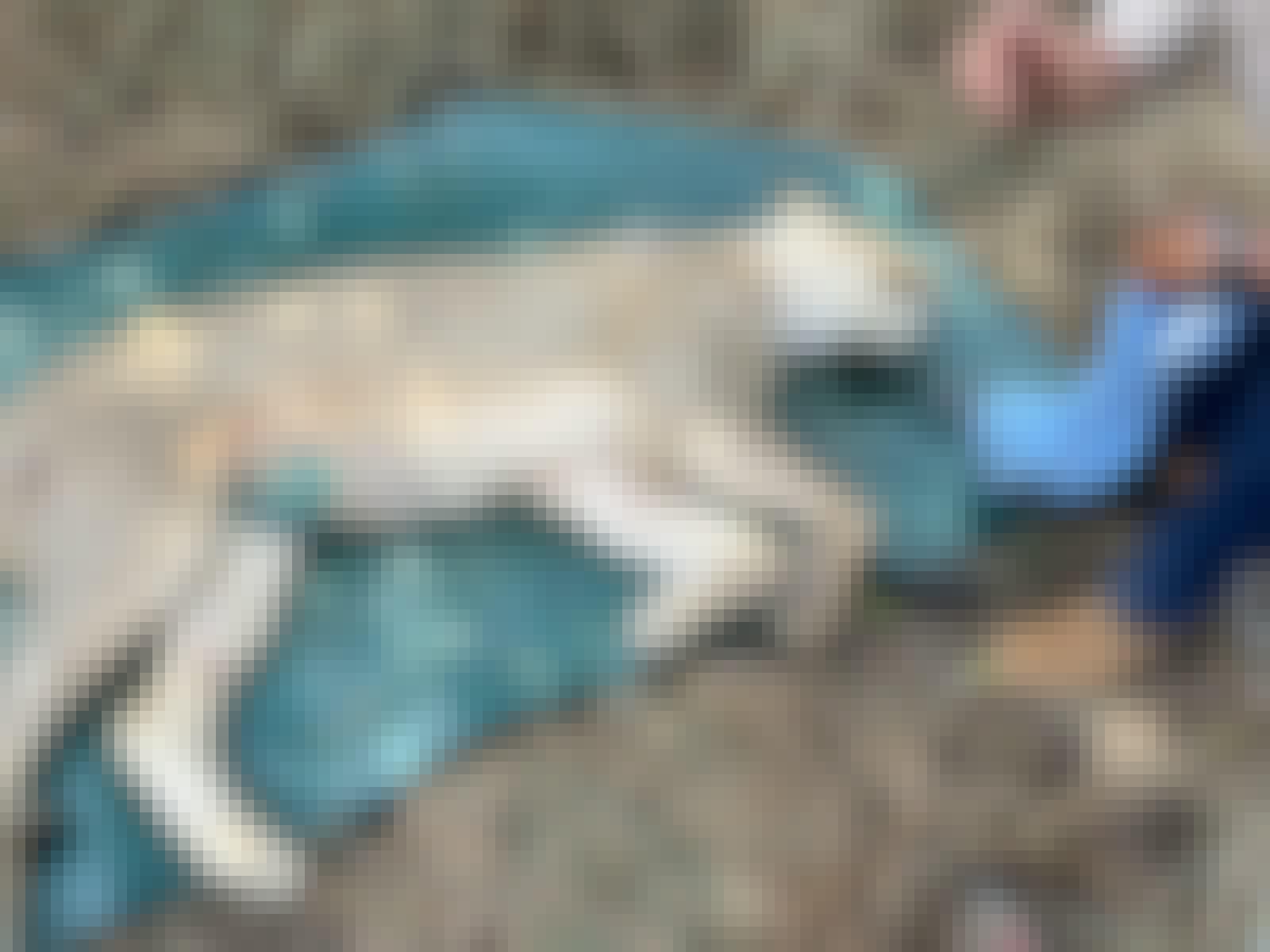 Melany Melkonyan: sedated lion