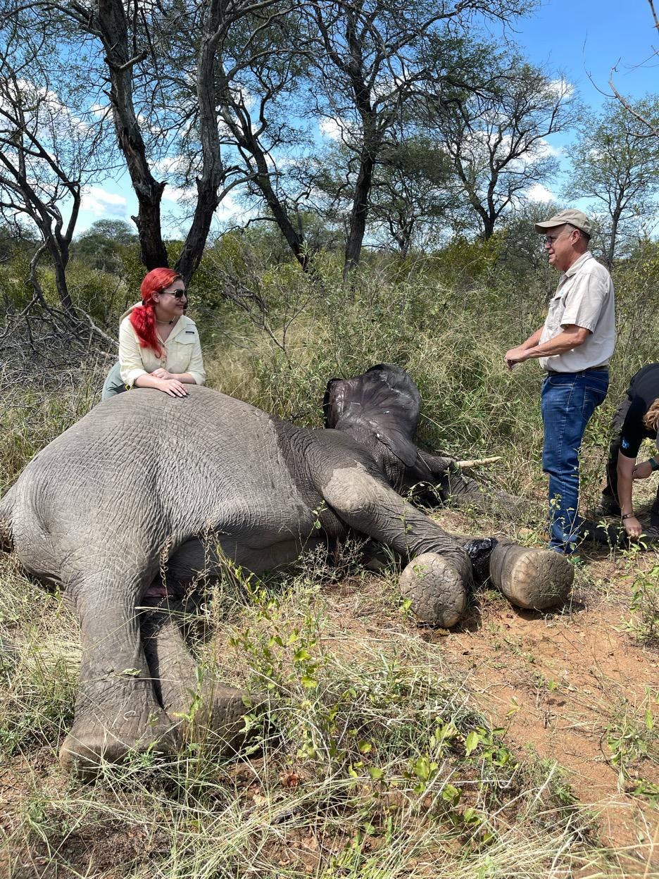 Melany Melkonyan: sedated baby elephant