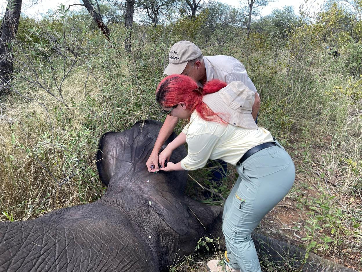 Melany Melkonyan: injecting a sedated elephant