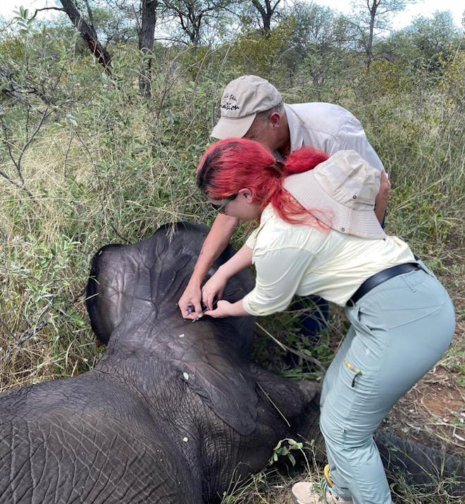 Melany Melkonyan: injecting a sedated elephant