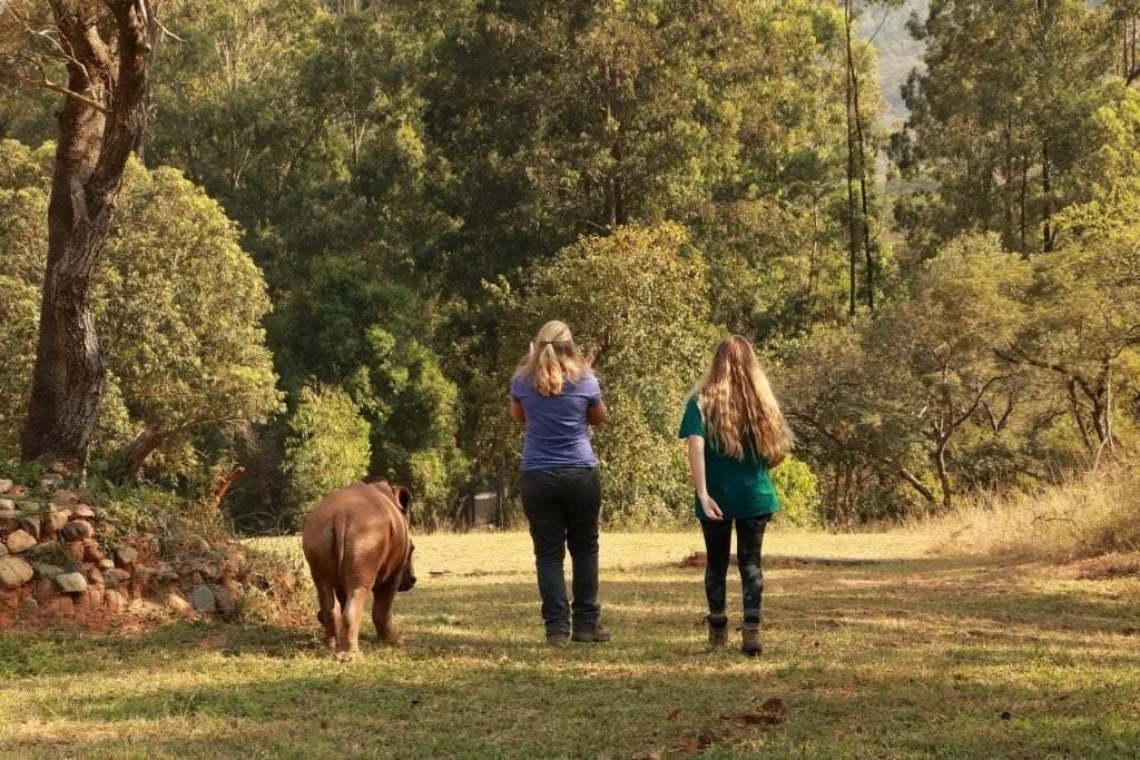 Summer walk with rhino at Care for Wild