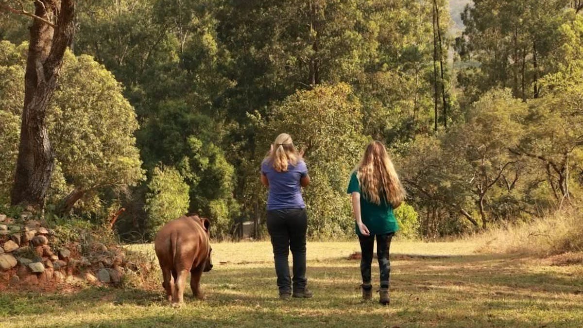 Summer walk with rhino at Care for Wild