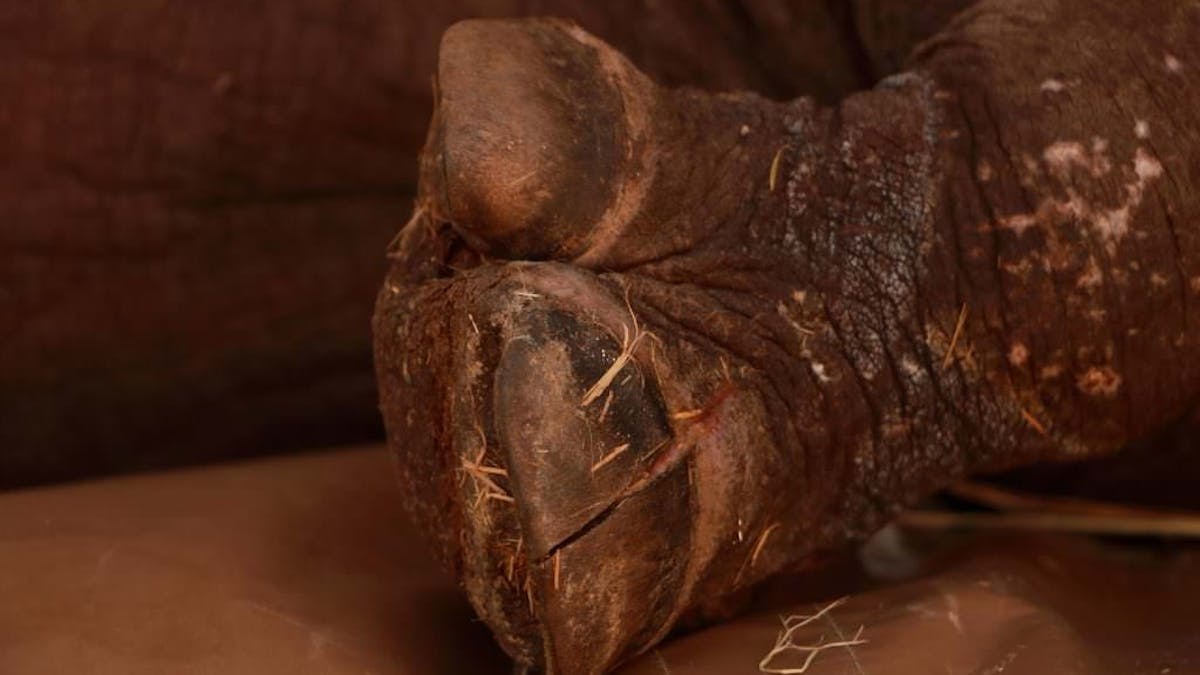 Damage to Arthur's foot