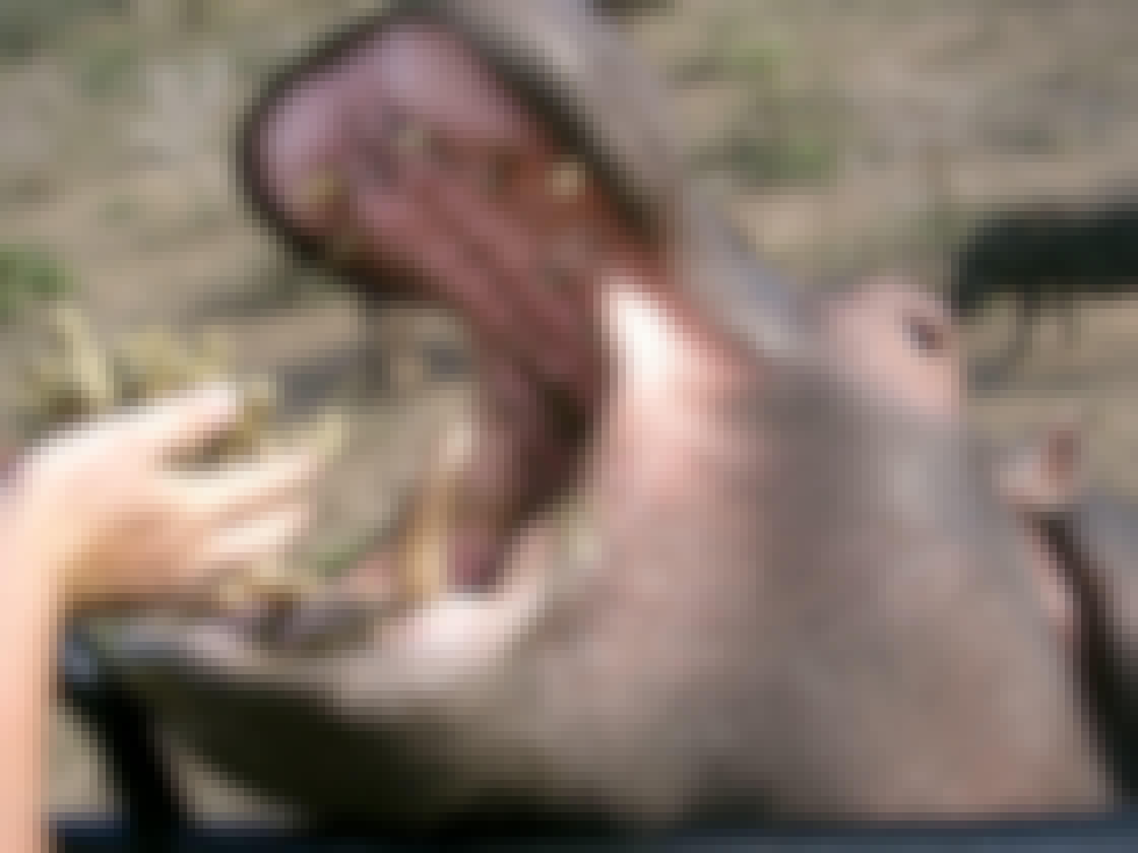 Close up of a hippo being fed