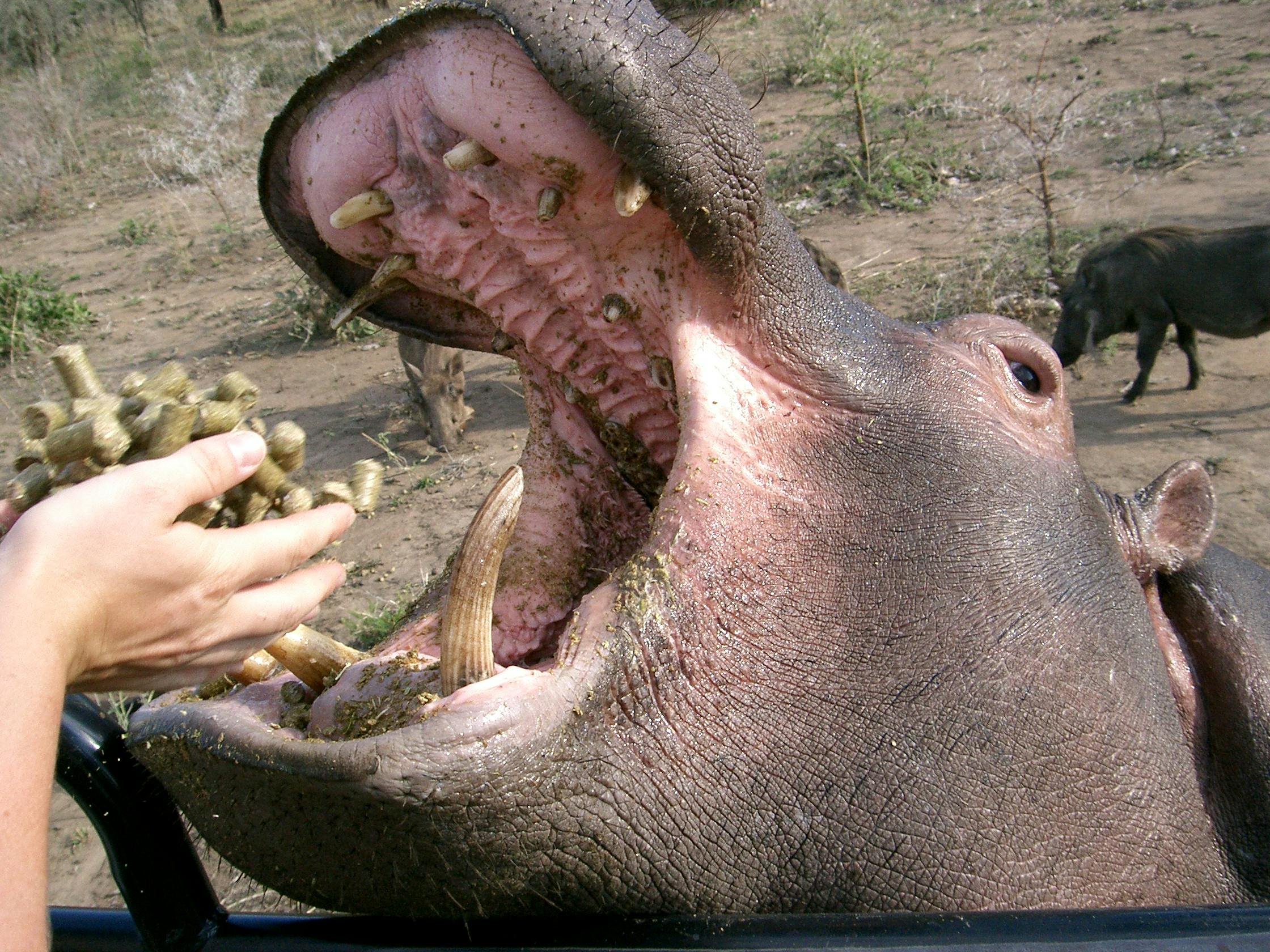 Close up of a hippo being fed