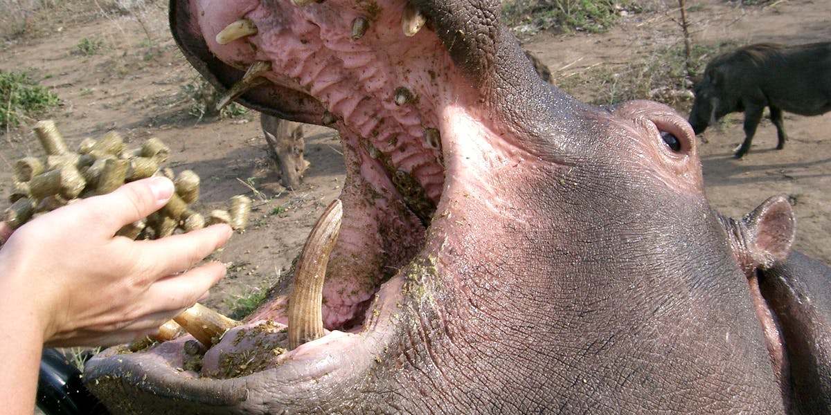 Close up of a hippo being fed