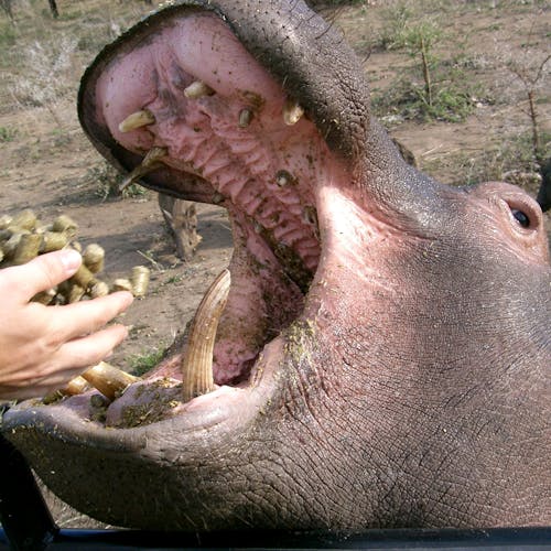 Close up of a hippo being fed