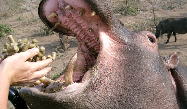 Close up of a hippo being fed