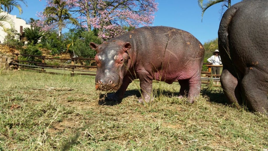 Baby hippo at Care for Wild