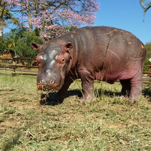Baby hippo at Care for Wild