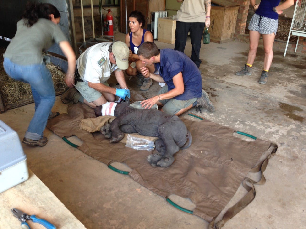 The orphaned rhino Manje at Care for Wild